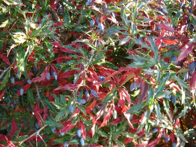 Berberis gagnepainii P30 (2)
